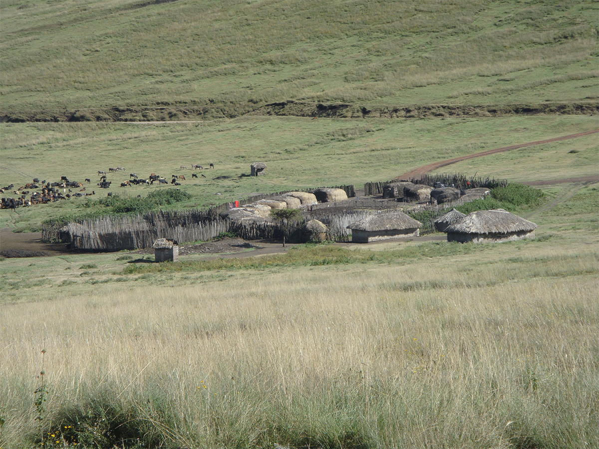 Visit the Masai Boma in Manyara area