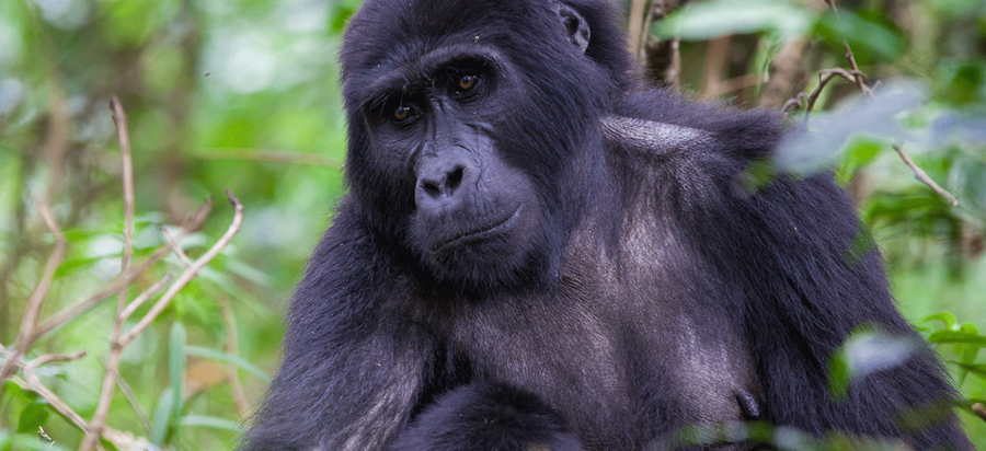 12 Days Bwindi Gorillas, chimpanzee, Golden monkey and walking safari