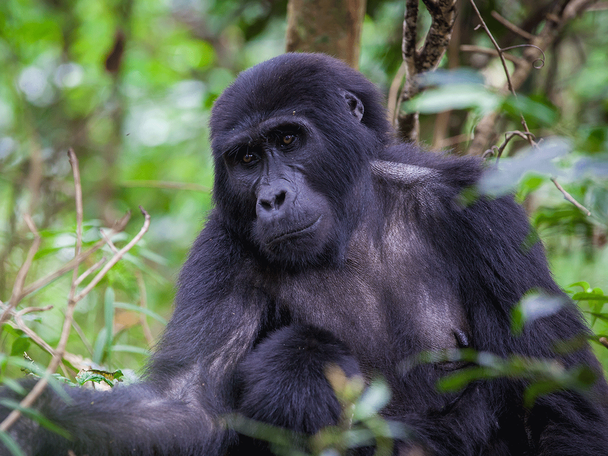 12 Days Bwindi Gorillas, Chimpanzee, Golden Monkey and walking safari