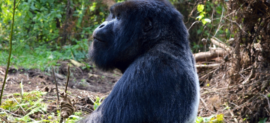 13 Days Mount Kilimanjaro Hike and Uganda Mountain gorilla Safari