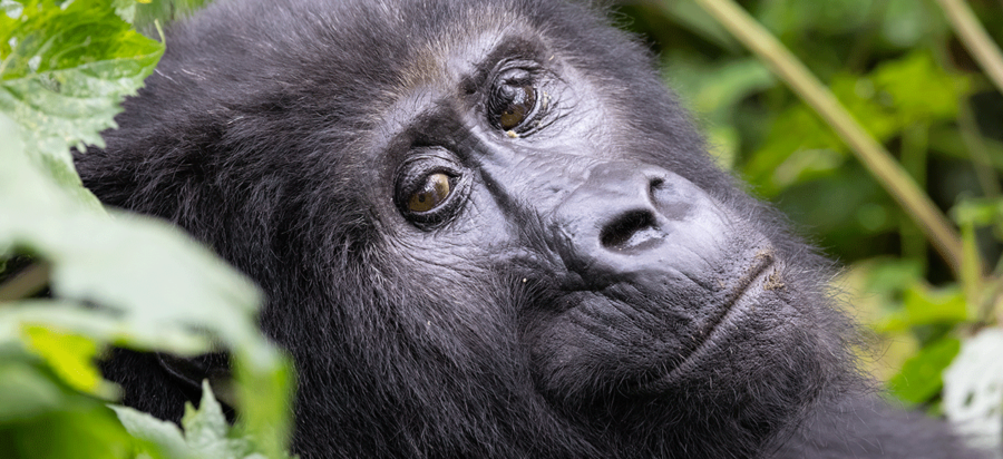 3 Days Bwindi Gorilla Trekking Safari from Kigali