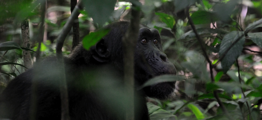 6 Days Uganda Gorillas, Chimpanzee and Wildlife Safari