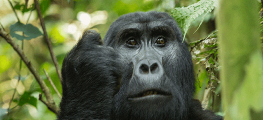 9 Days Zanzibar Honeymoon and Uganda Gorilla Safari