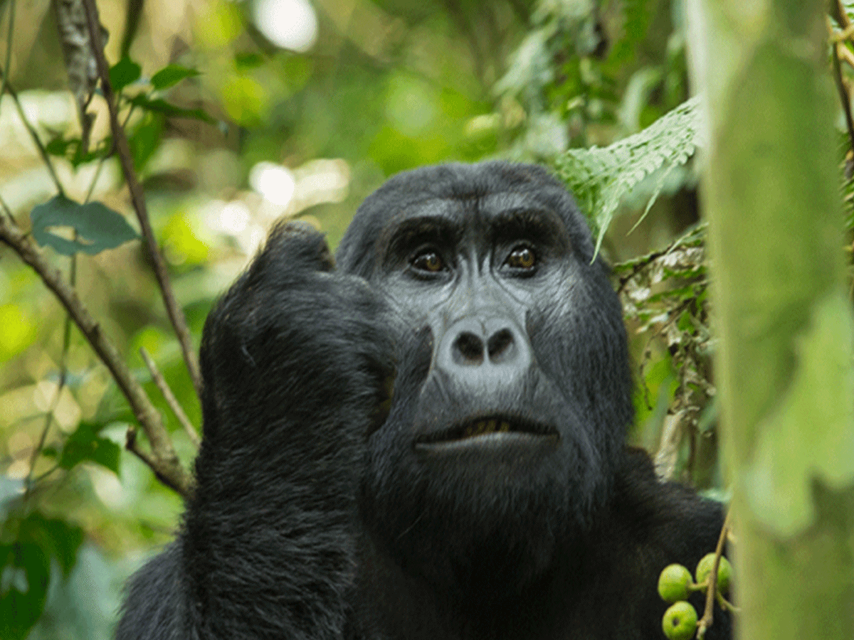 9 Days Zanzibar Honeymoon and Uganda Gorilla Safari