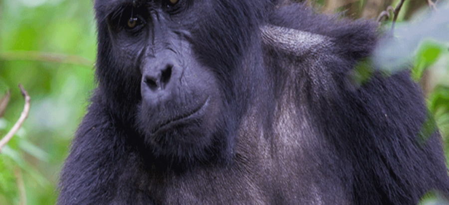 Are Mountain gorillas very dangerous?