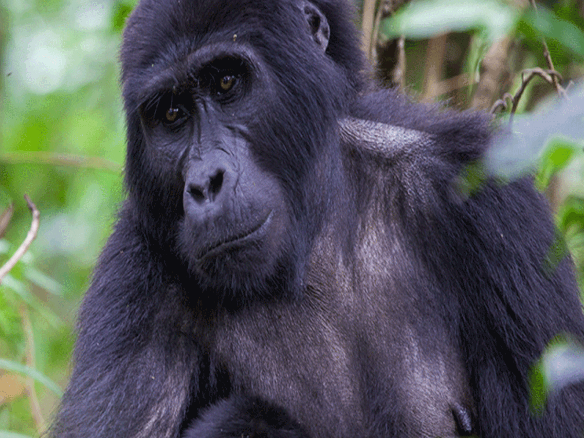 Are Mountain gorillas very dangerous?