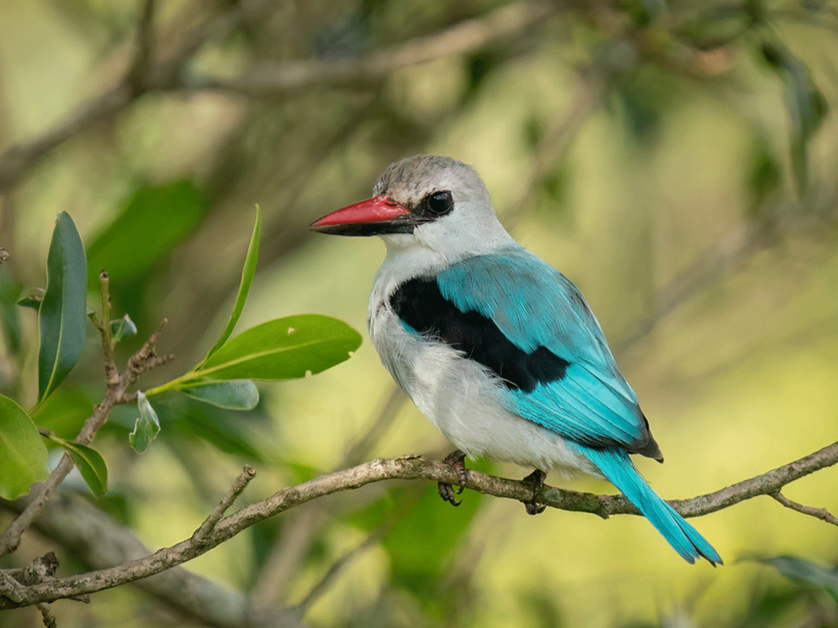 Bird watching in Lake Manyara National Park