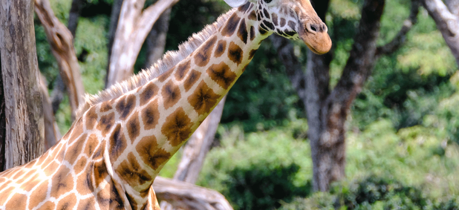 Visit and stay at the Giraffe Centre in Nairobi Kenya