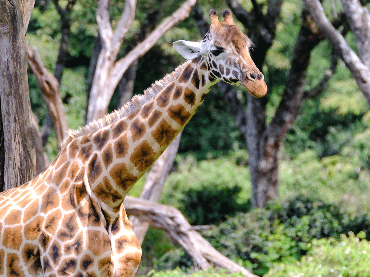 Visit and stay at the Giraffe Centre in Nairobi Kenya
