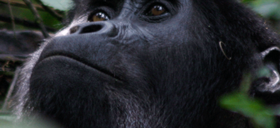 What is mountain gorilla habituation Experience?