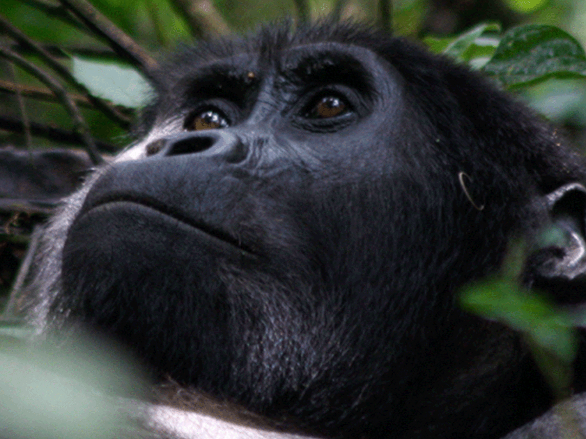 What is mountain gorilla habituation Experience?