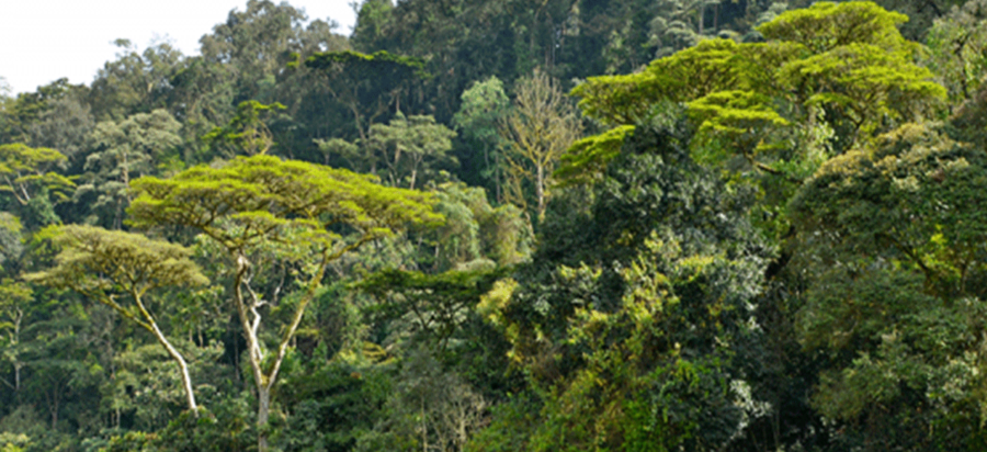 When is the best time to trek gorillas in Uganda