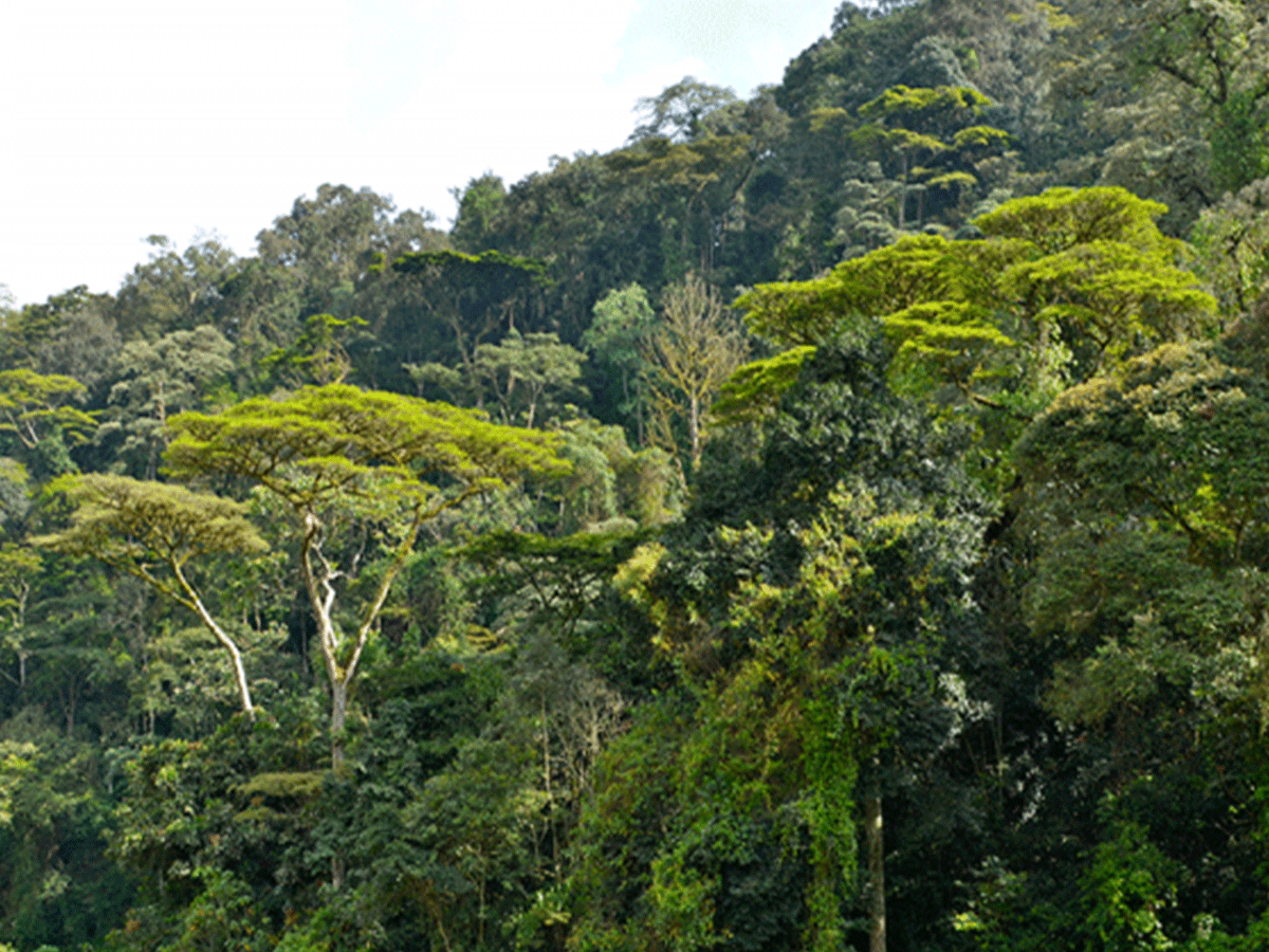 When is the best time to trek gorillas in Uganda