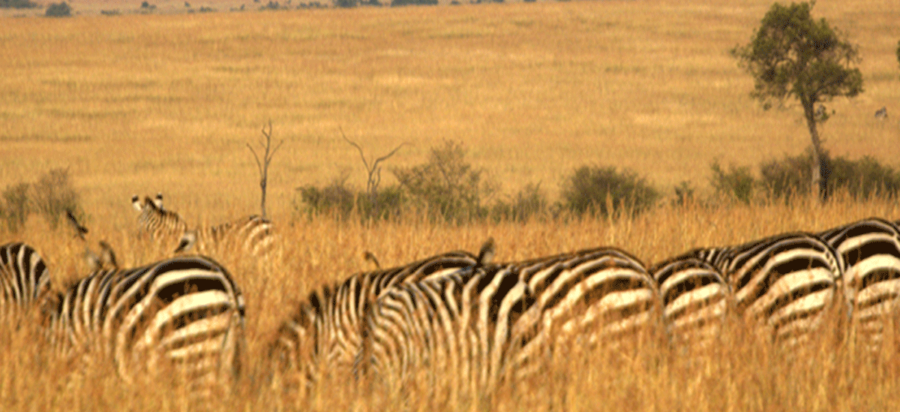 Best time to visit Masai Mara national reserve