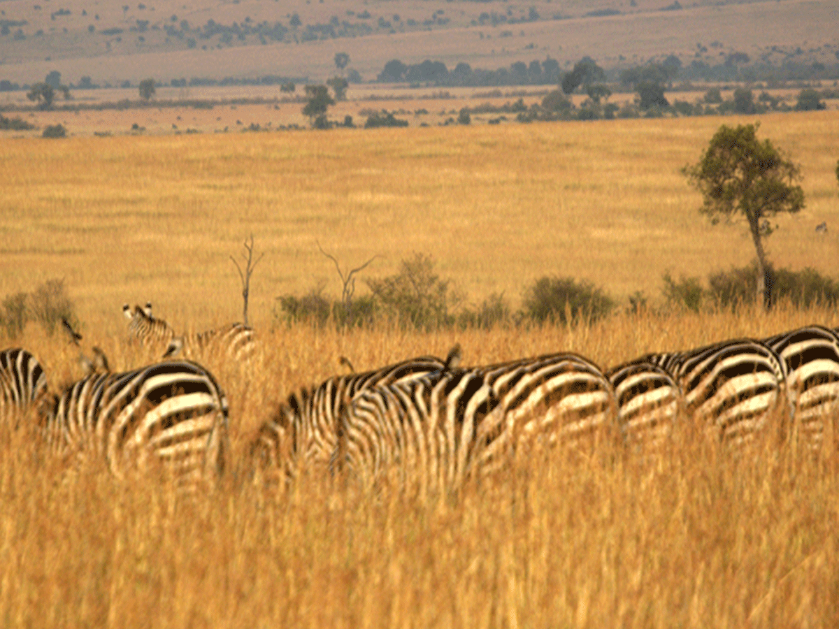 Best time to visit Masai Mara National Reserve