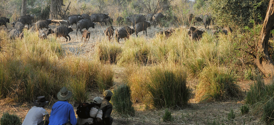 Walking safaris in Masai Mara national reserve