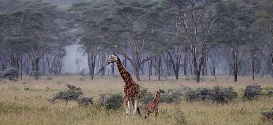 3 Days Lake Nakuru Wildlife Safari