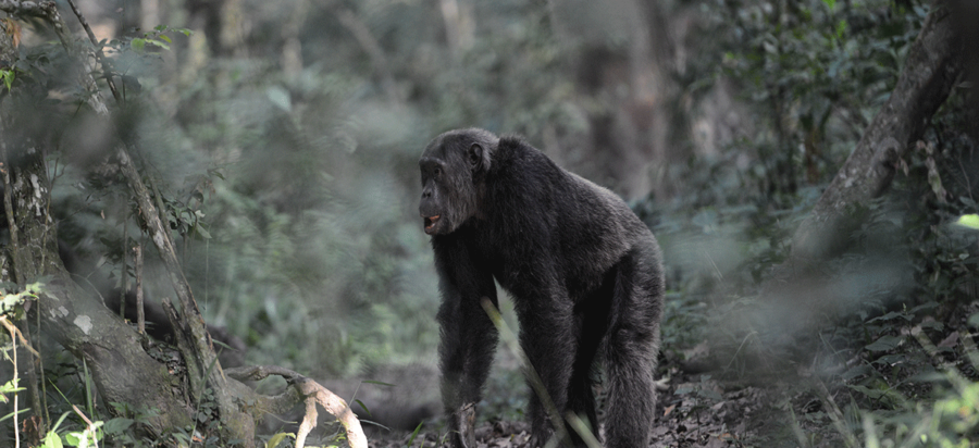 4 Days Lake Tanganyika safari holiday Tanzania