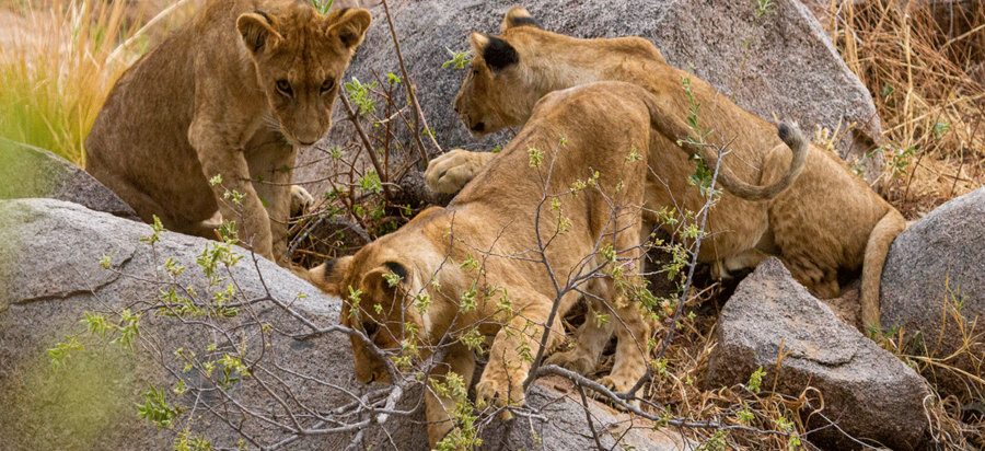 4 Days Ruaha National Park Safari