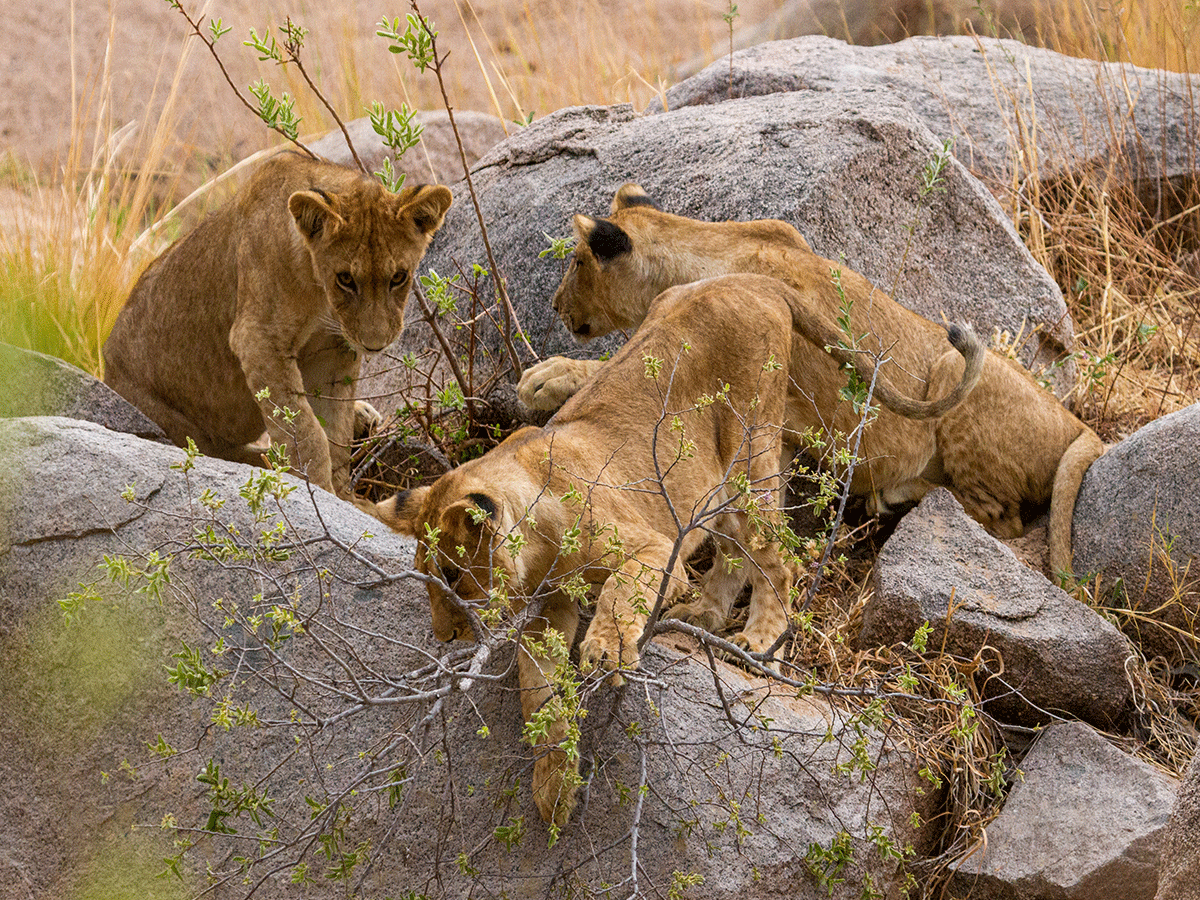 4 Days Ruaha National Park Safari