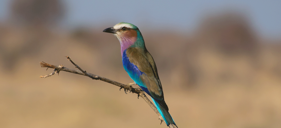 Bird Watching in Ruaha National Park