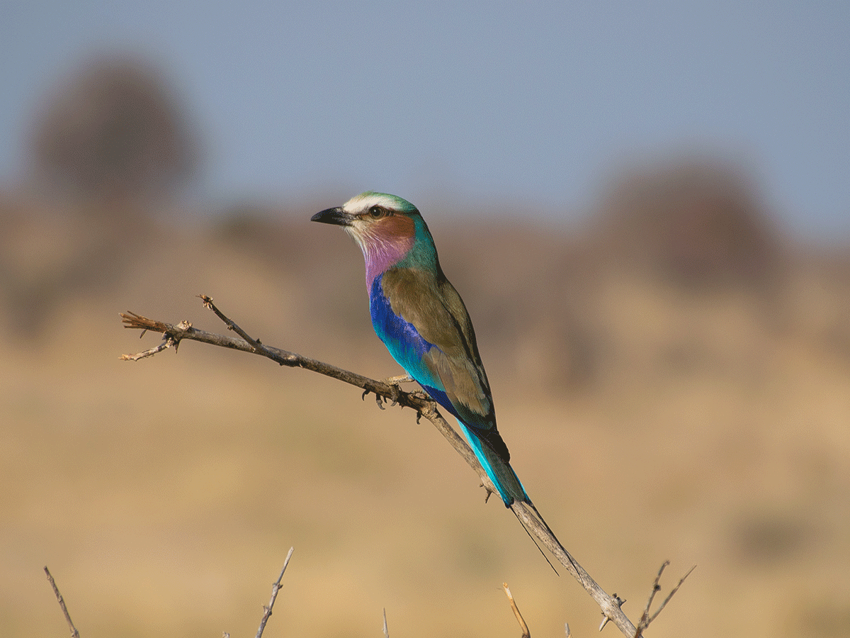 Bird Watching in Ruaha National Park