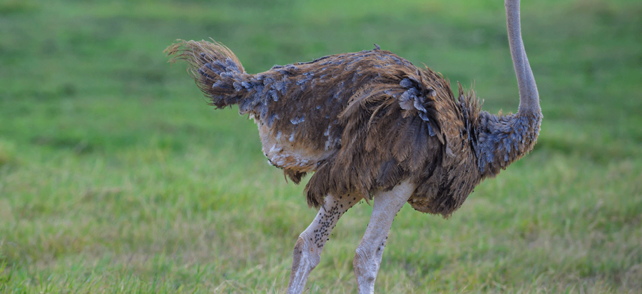 Bird Watching in Amboseli National Park