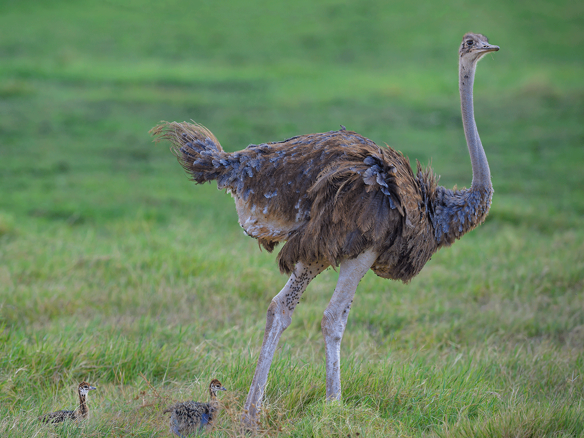 Bird Watching in Amboseli National Park