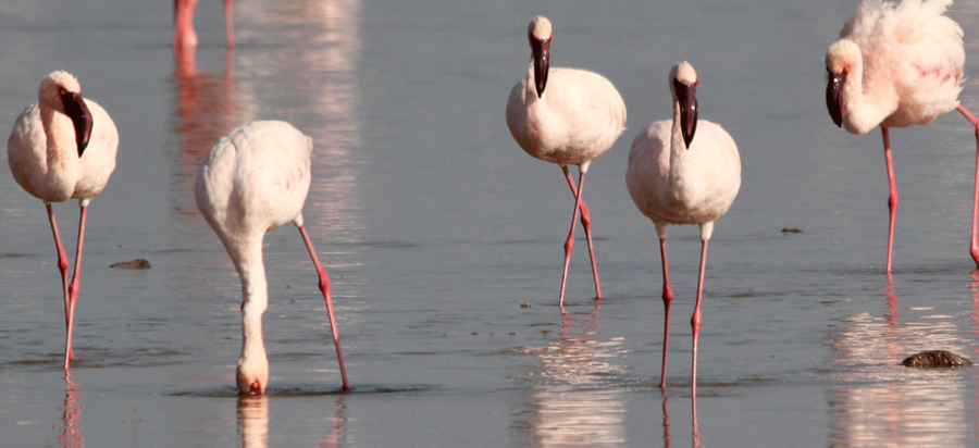 Bird Watching in Lake Nakuru National Park