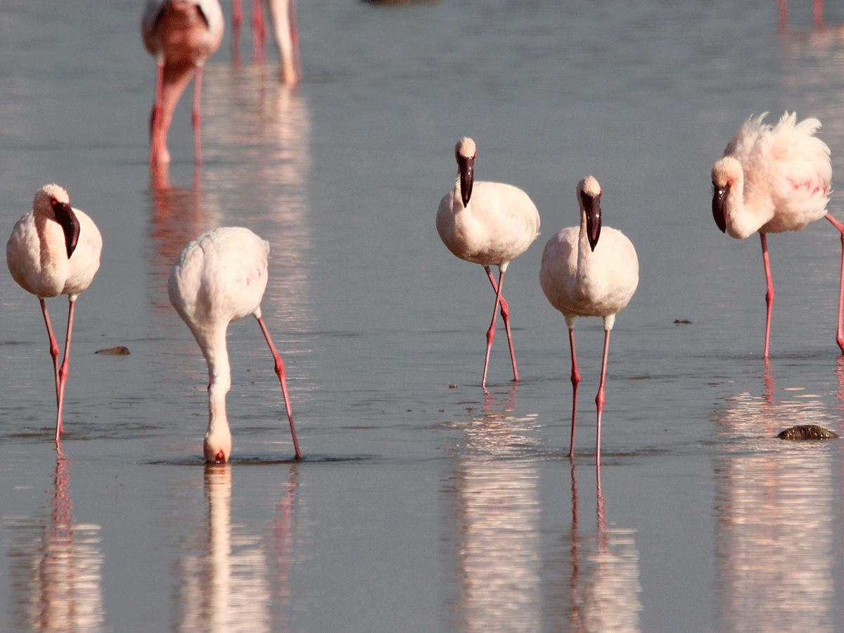 Bird Watching in Lake Nakuru National Park