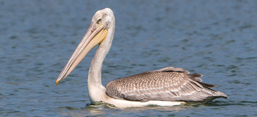 Birdwatching in Gombe stream National Park