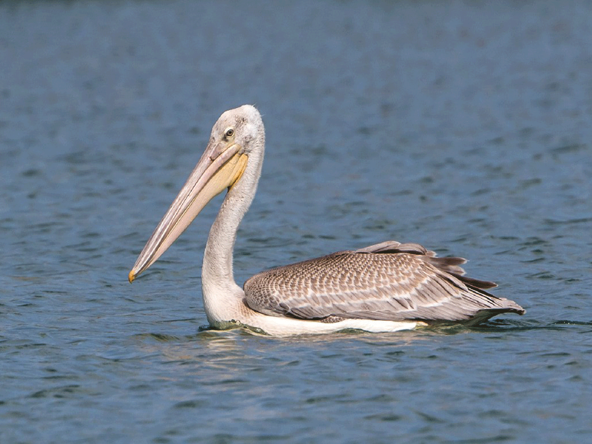 Birdwatching in Gombe stream National Park