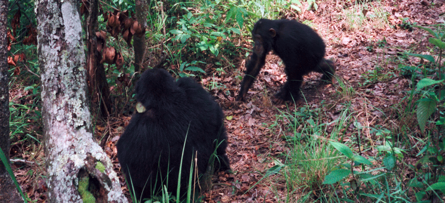 Chimpanzee Trekking in Gombe Stream National Park