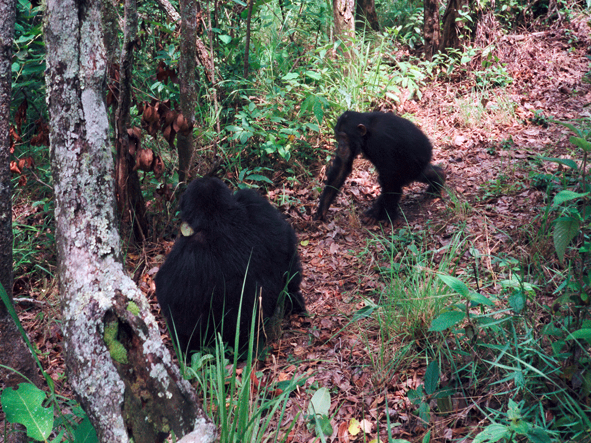 Chimpanzee Trekking in Gombe Stream National Park