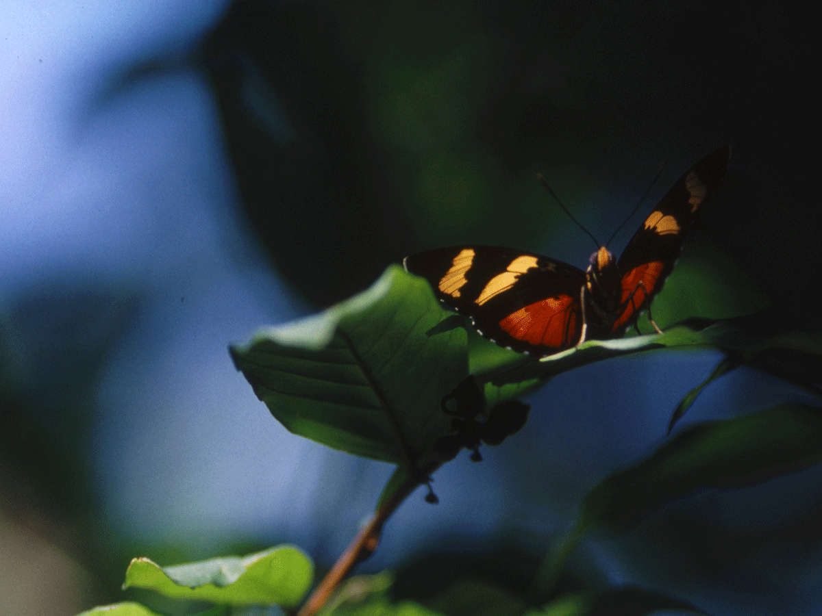 Forest Walks in Gombe stream national park