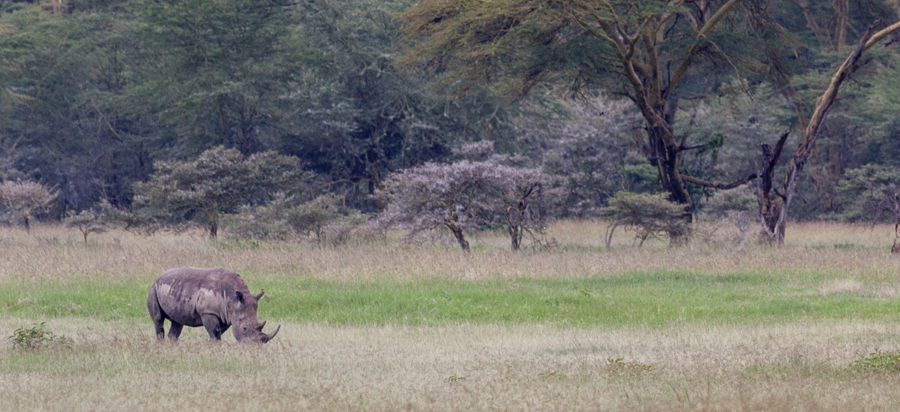 Game drives in Lake Nakuru National Park