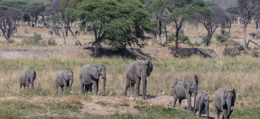 Game drives in Ruaha National Park