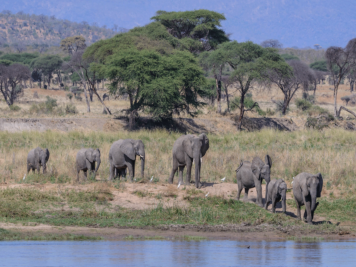 Game drives in Ruaha national park