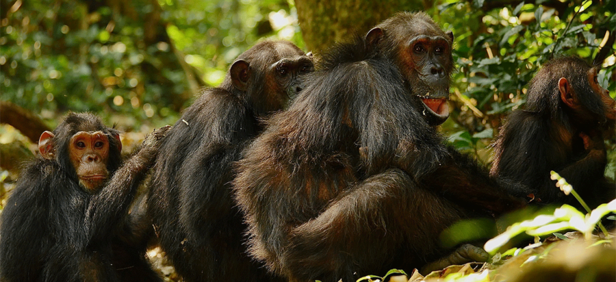 Gombe Stream National Park Tanzania