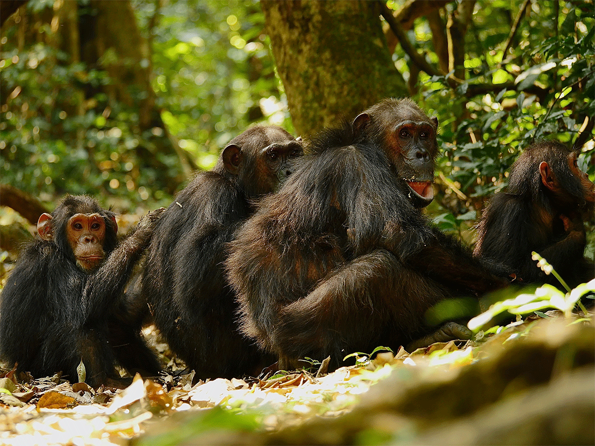 Gombe Stream National Park Tanzania