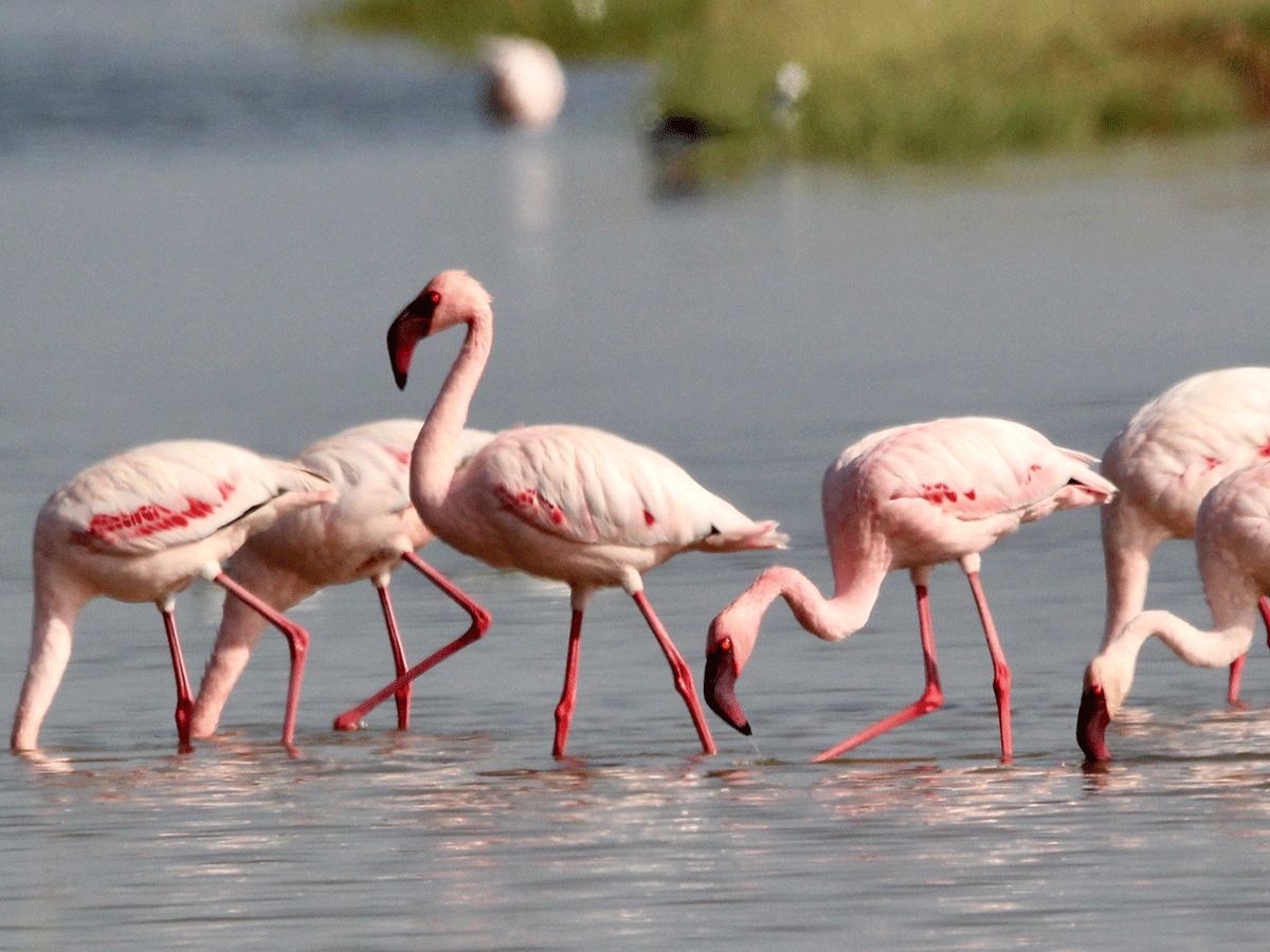 Lake Nakuru National Park Kenya