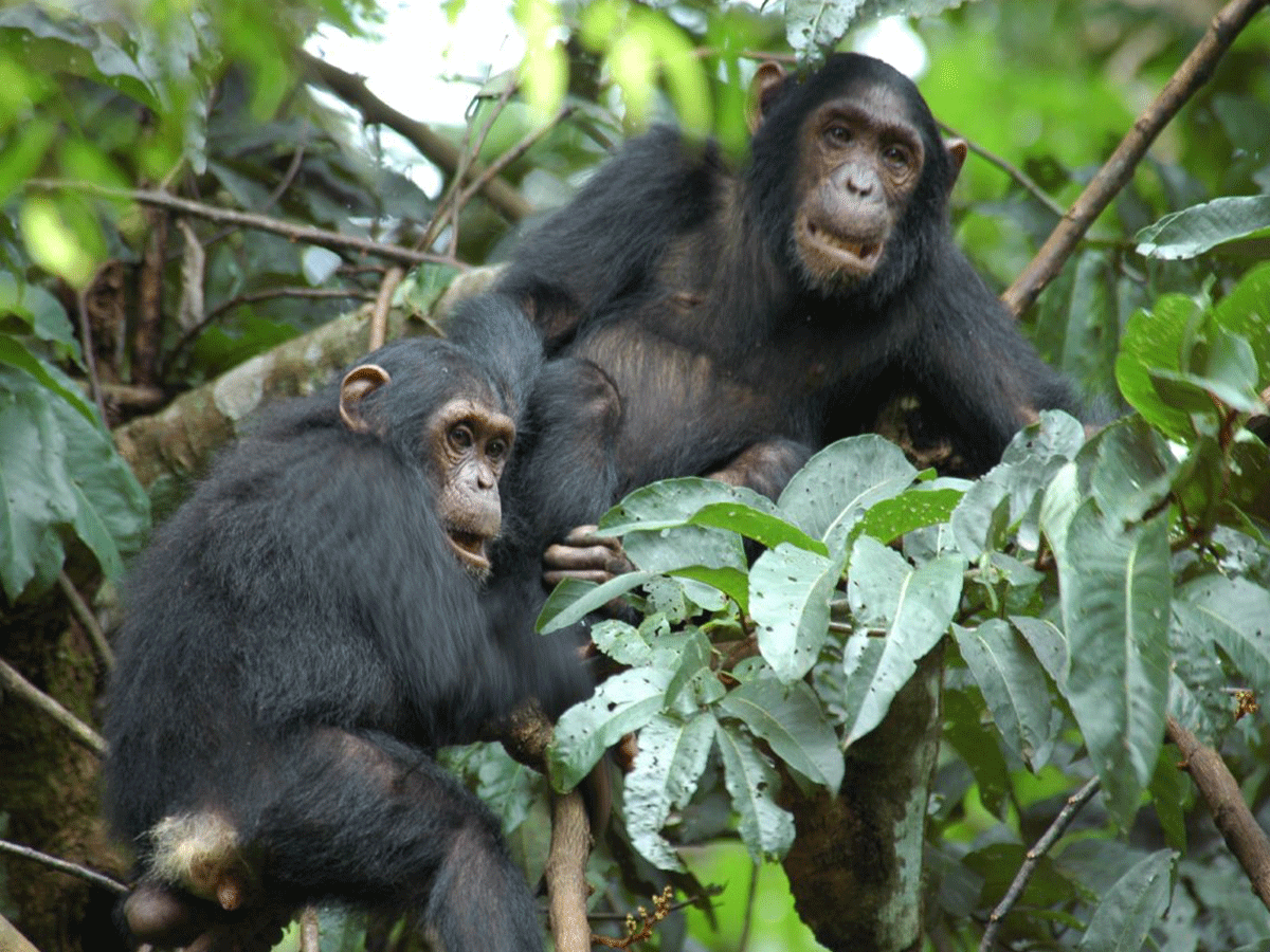 Mahale Mountains National Park Tanzania