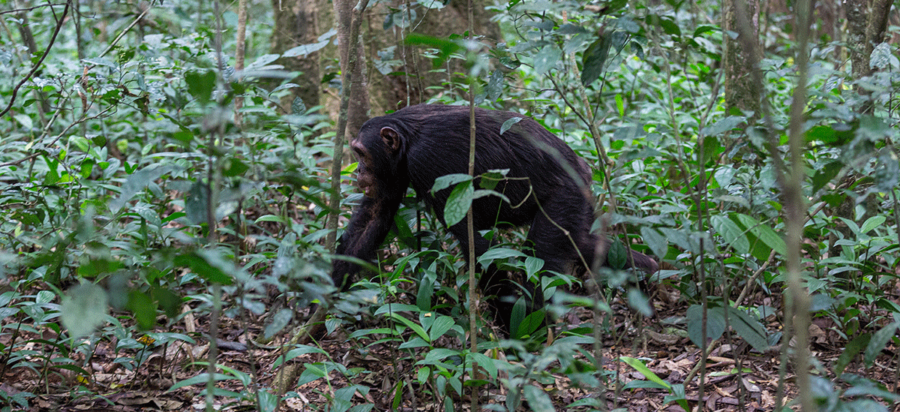 Primate trekking experience on Lake Tanganyika