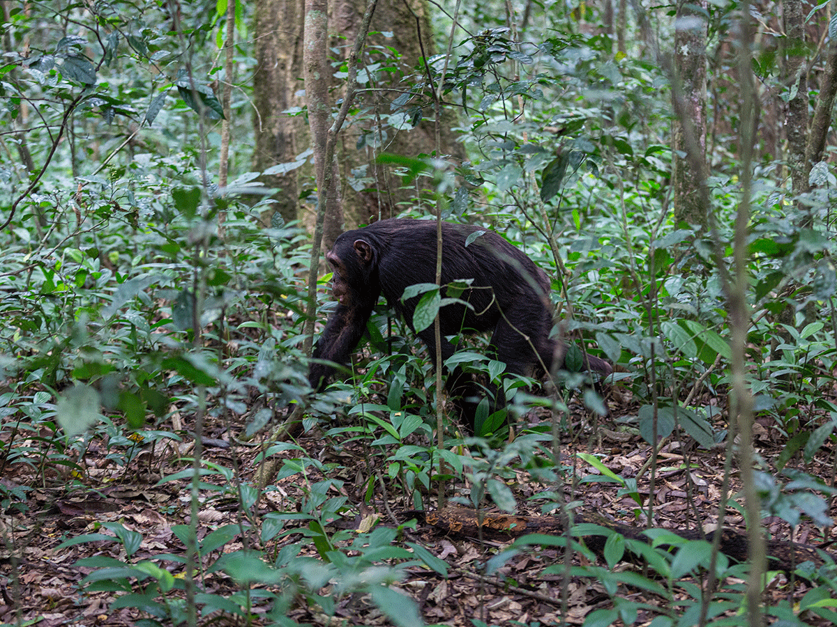 Primate trekking experience on Lake Tanganyika