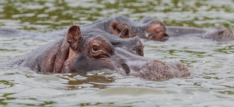 Ruaha National Park Tanzania