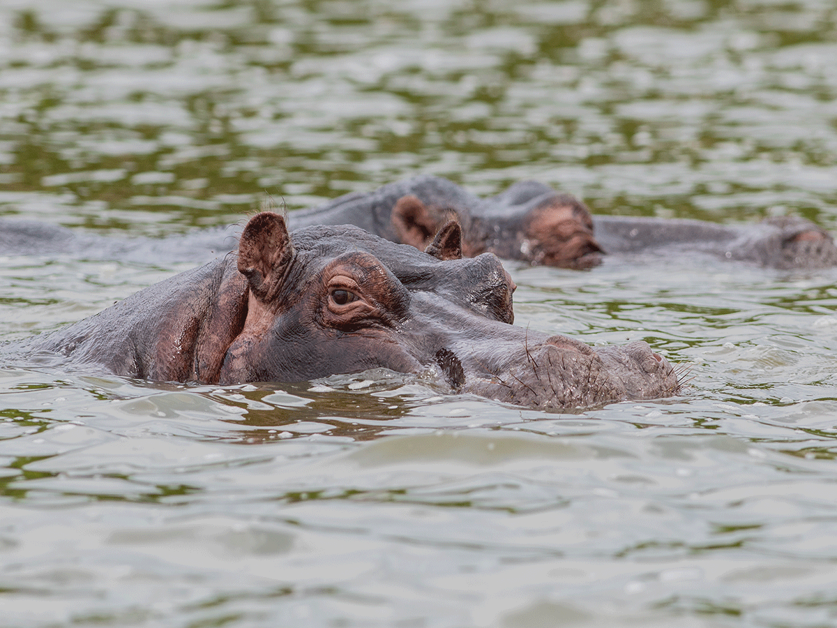 Ruaha National Park Tanzania