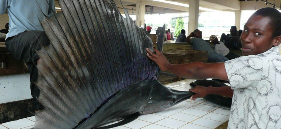 Visit the Fish Market in Dar es Salam