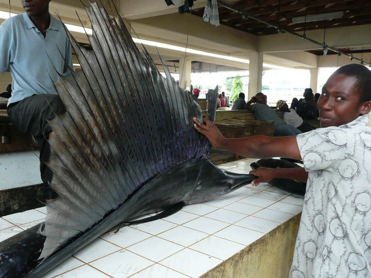 Visit the Fish Market in Dar es Salam