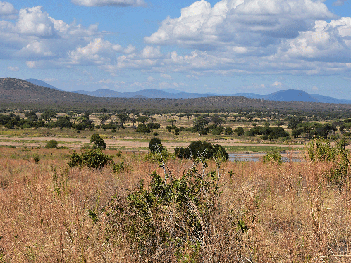 Walking Safaris in Ruaha National Park