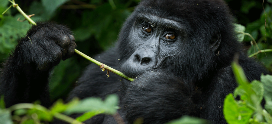 11 Days Classic Rwanda & Uganda Gorilla Safari